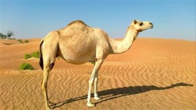 اشتري النبي صلي الله علي وسلم قعود الجمل